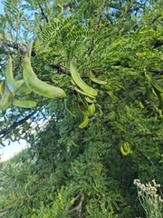 Vachellia robusta