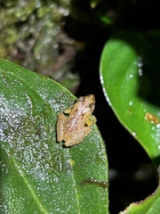 Pristimantis trachyblepharis
