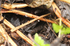 Mycena pterigena