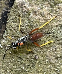 Ichneumonoidea
