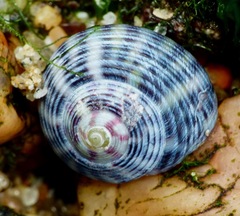 Steromphala umbilicalis