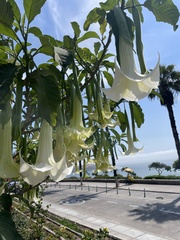 Brugmansia arborea