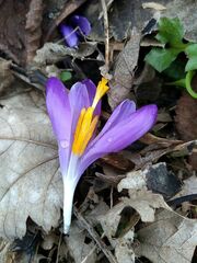 Crocus