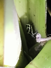 Ranitomeya variabilis