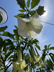 Brugmansia arborea