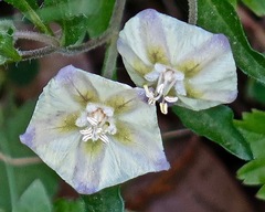 Chamaesaracha edwardsiana