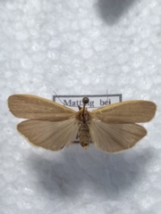 Eilema depressa