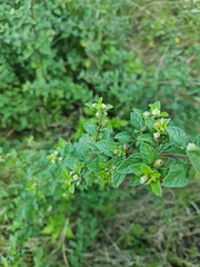 Lippia javanica