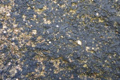 Hydropunctaria maura