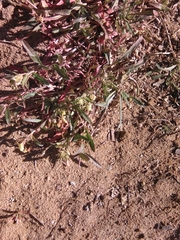 Eulobus californicus