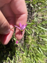 Primula jeffreyi