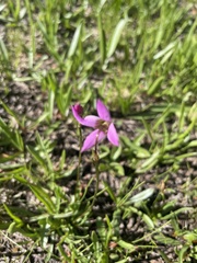 Primula jeffreyi