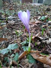 Crocus