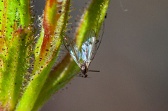 Dixa capensis