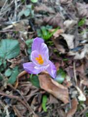 Crocus