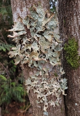 Lobaria pulmonaria