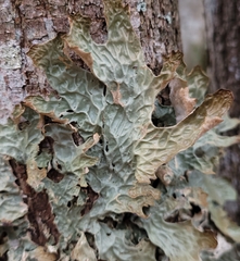 Lobaria pulmonaria