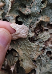 Lobaria pulmonaria