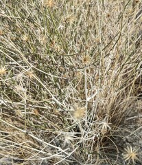 Bebbia juncea