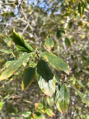 Ceanothus oliganthus