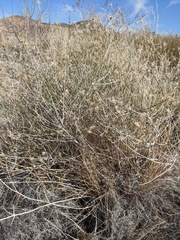 Bebbia juncea