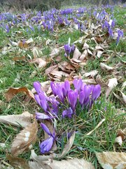 Crocus