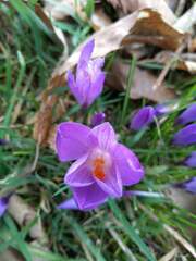 Crocus