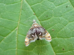 Prochoreutis inflatella