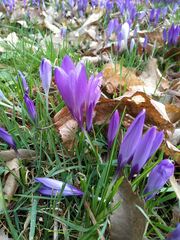 Crocus