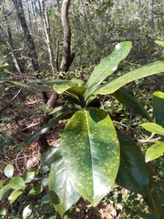 Magnolia grandiflora