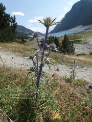 Eryngium bourgatii