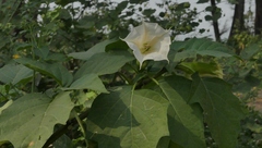 Datura metel