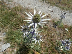 Eryngium bourgatii