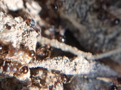 Pristomyrmex
