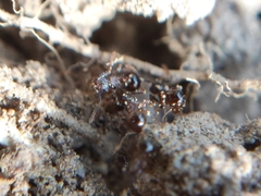Pristomyrmex
