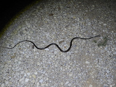 Masticophis taeniatus