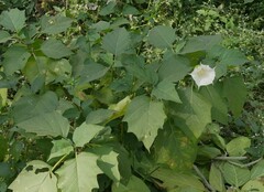 Datura metel