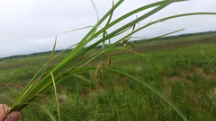 Carex paleacea