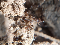 Pristomyrmex