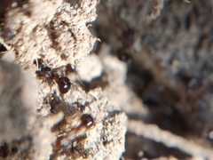 Pristomyrmex