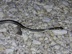 Masticophis taeniatus