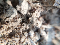 Pristomyrmex
