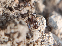 Pristomyrmex
