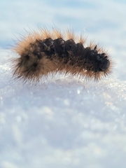 Acronicta rumicis