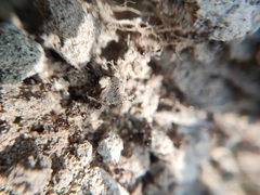 Pristomyrmex