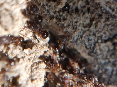Pristomyrmex