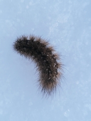 Acronicta rumicis