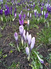 Crocus