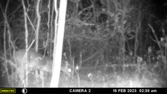 Odocoileus virginianus couesi