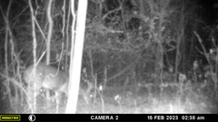 Odocoileus virginianus couesi